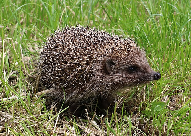The Science Of Hibernation